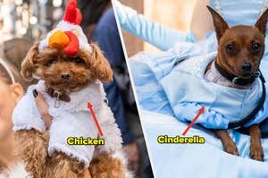 Two dogs dressed up for Halloween: one in a chicken costume and the other as Cinderella