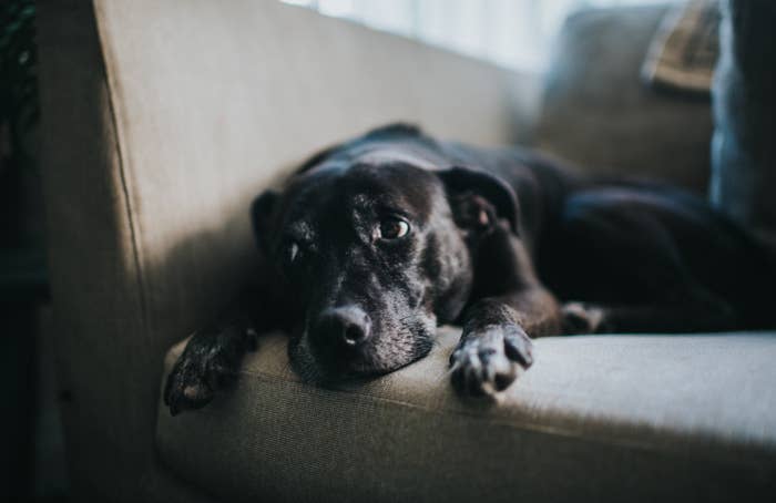 Older dog lying on a couch, looking relaxed and content