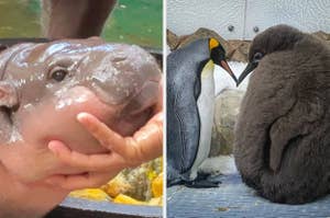 A baby hippopotamus being held and two penguins, an adult and a chick, standing close to each other