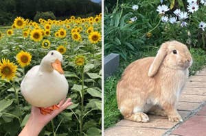 A hand holding a white duck in a sunflower field next to a brown rabbit sitting on a garden path with white flowers in the background