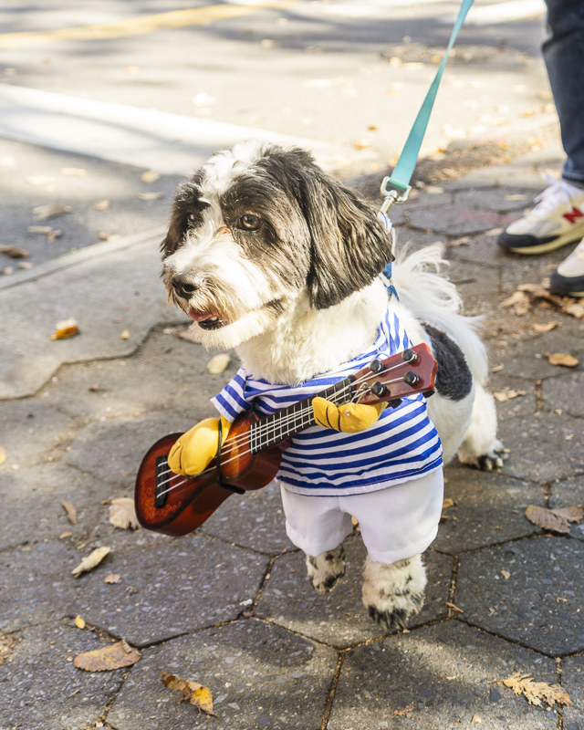 a dog dressed with an instrument