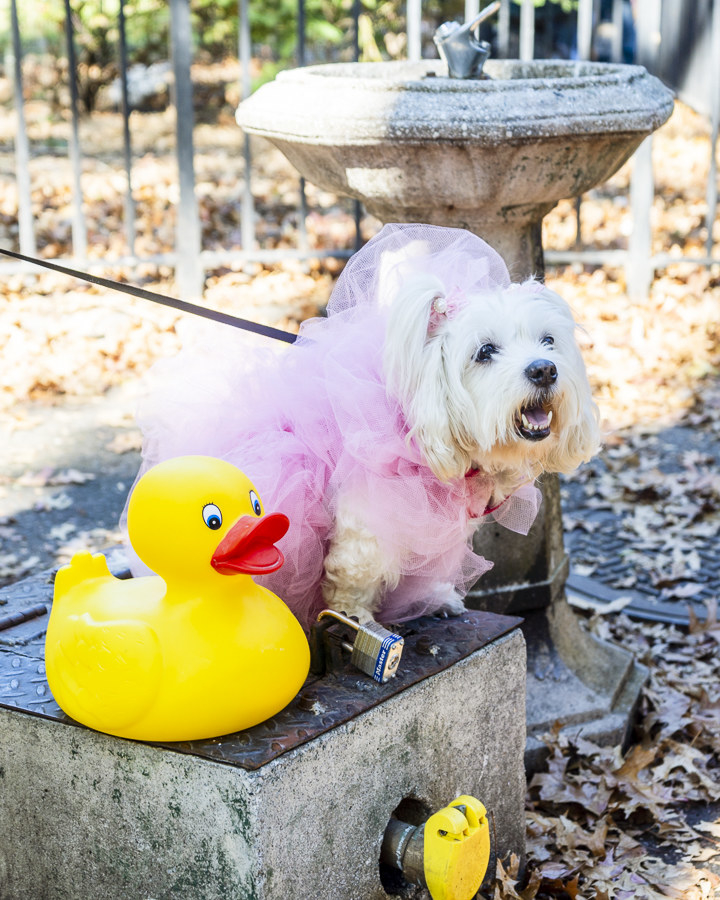 a dog dressed in pink next to a rubber ducky