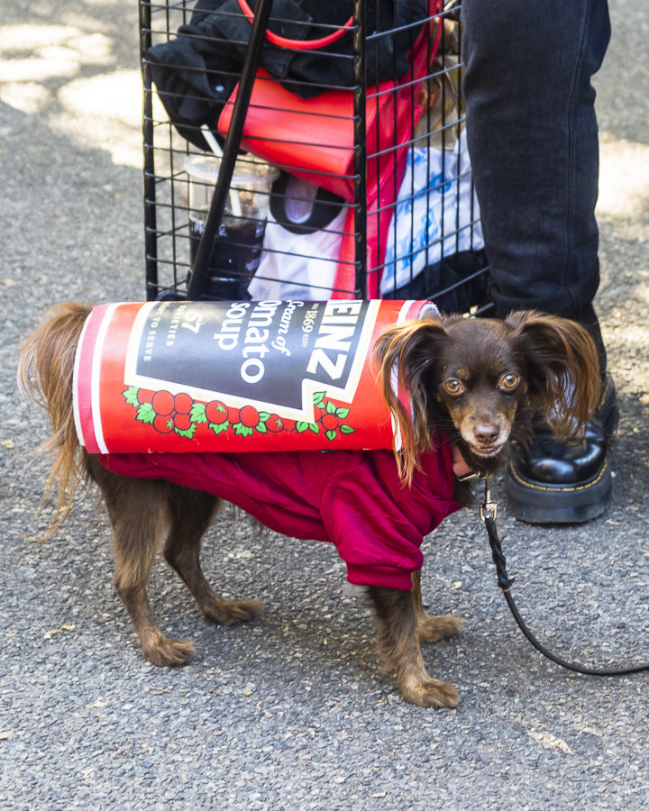 a dog dressed as tomato soup