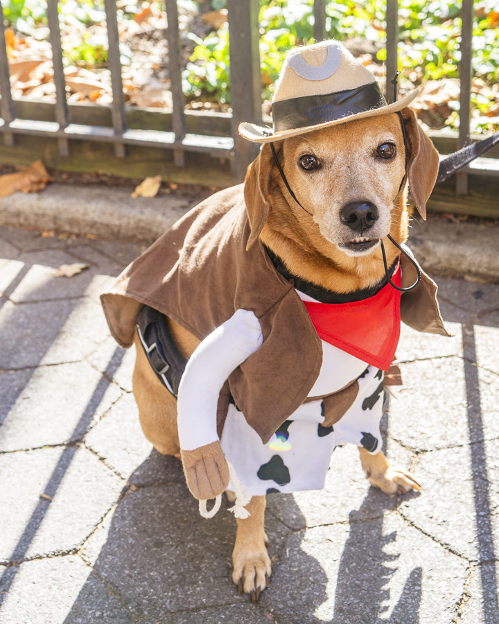 a dog dressed as a cow boy or cow girl