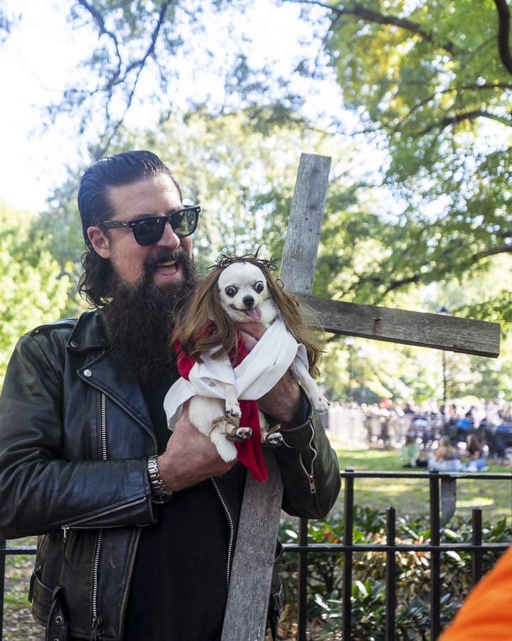 a dog dressed as jesus