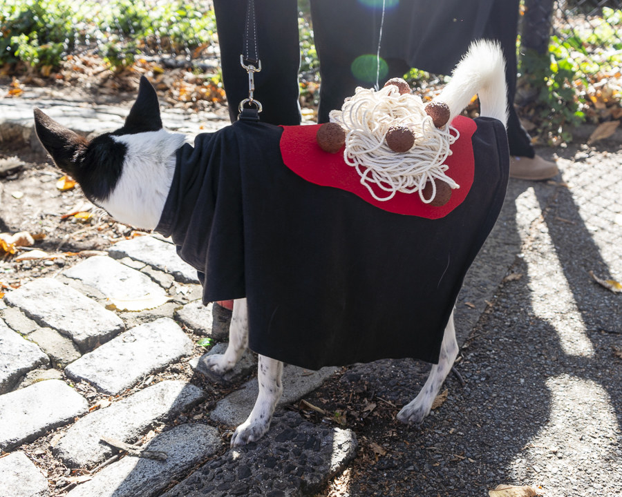 a dog dressed as spaghetti