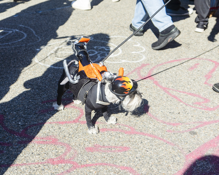 a dog dressed with a helmet