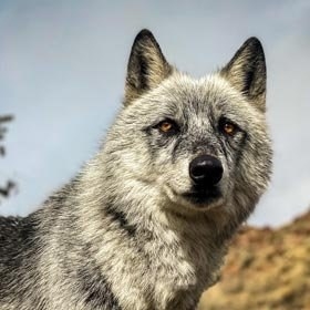 Close-up of a wolf dog