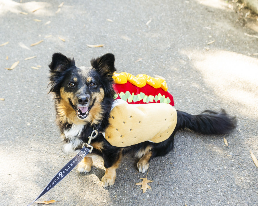 a dog dressed as a hot dog