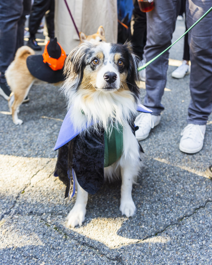 a dog dressed with a black and purple cap with a  green tie