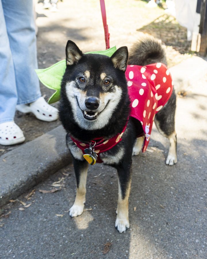 a dog dressed as a strawberry