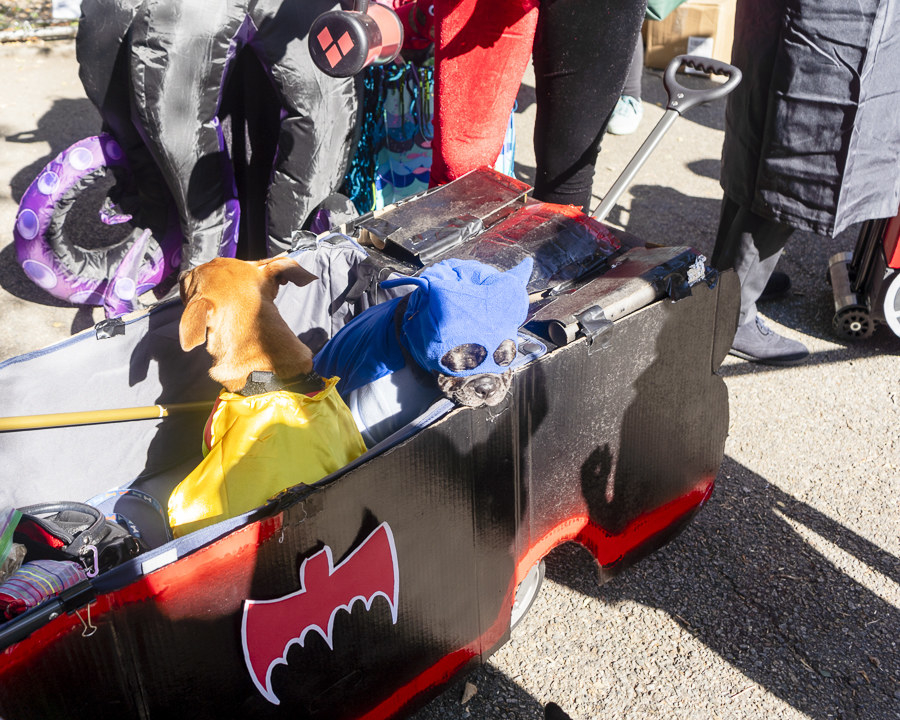 two dogs in a open crate dressed as batman and robin