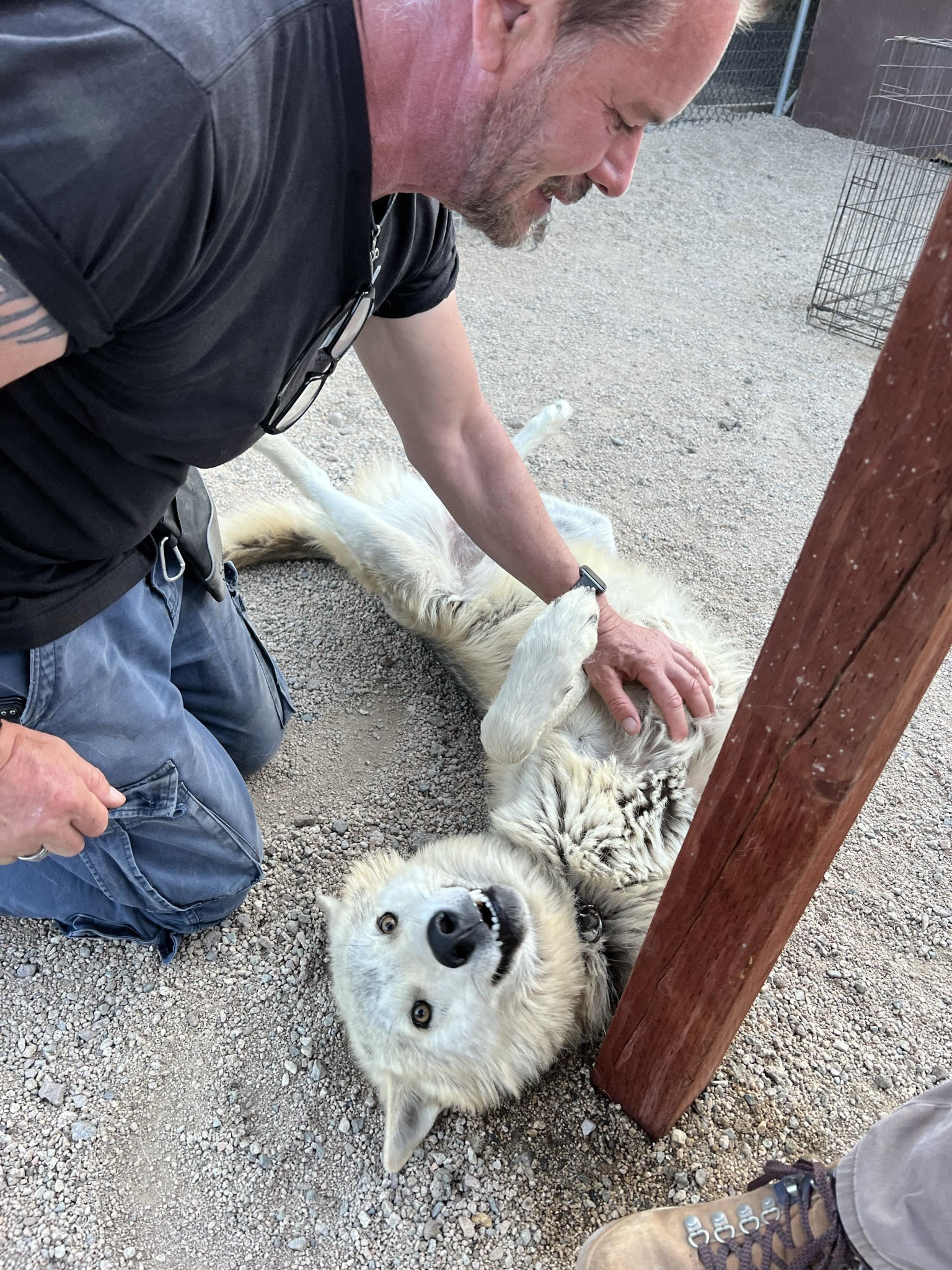 A wolf getting his belly rubbed