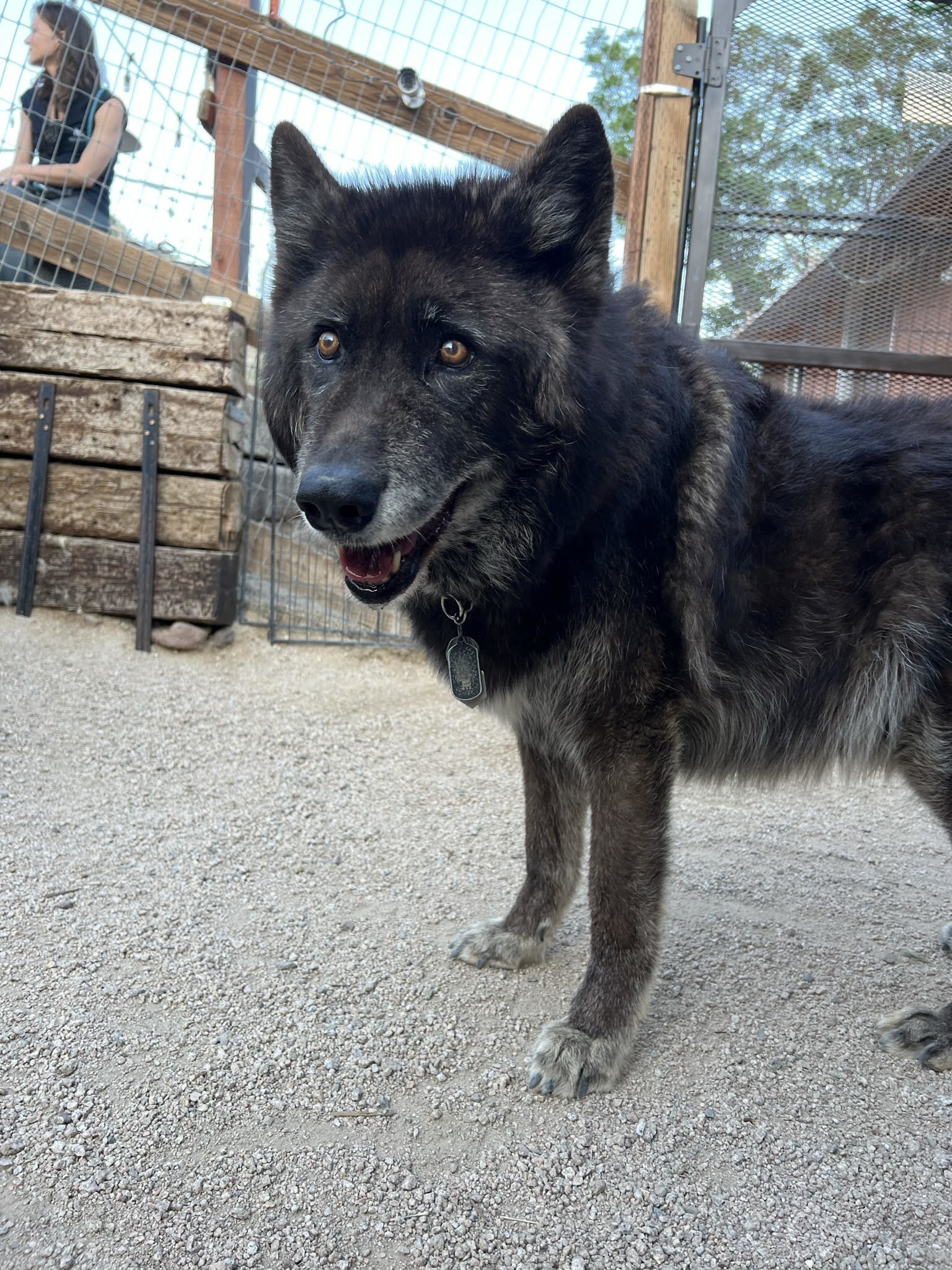 Close-up of a wolf