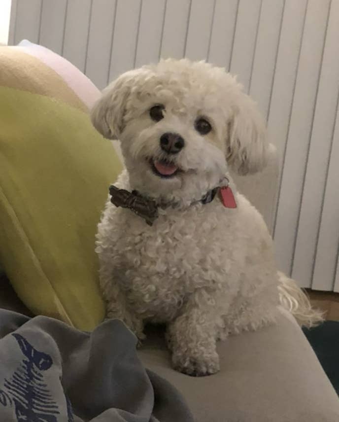 A small, fluffy white dog sits on a couch, looking at the camera with its tongue slightly out