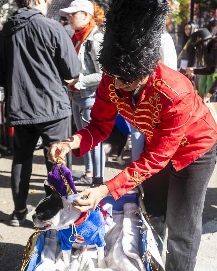 a dog dressed as royal