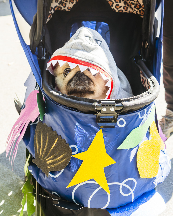 a dog dressed as a shark