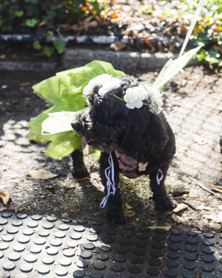 a dog dressed as a fairy