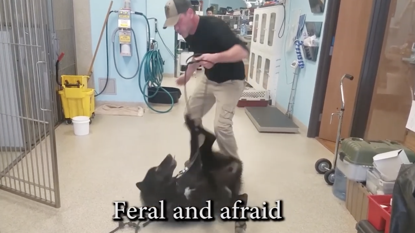 A man with a wolf dog on its back, with caption &quot;Feral and afraid&quot;