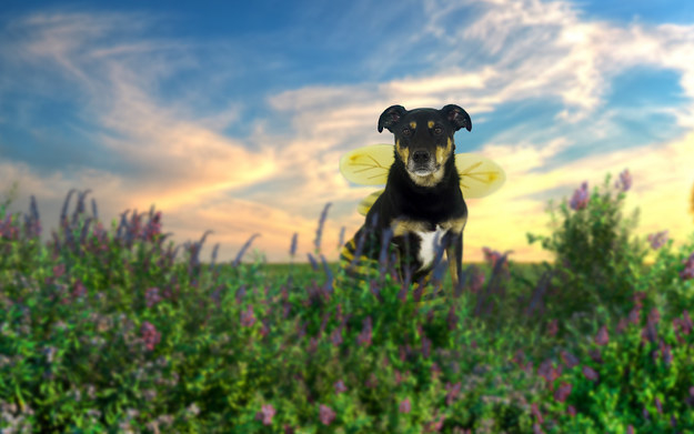 image of a dog dressed as a bee