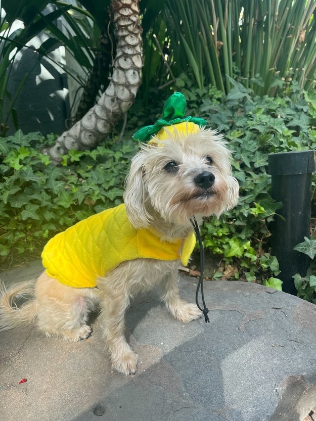 image of a small dog dressed as a pineapple