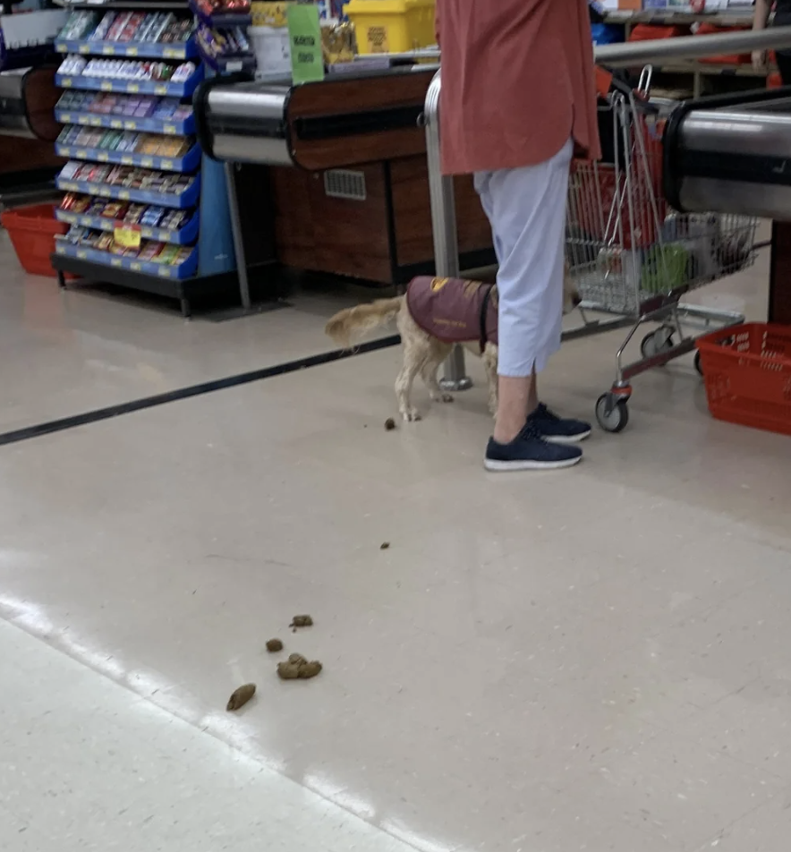 Person with a service dog at a checkout counter in a store. The dog has accidentally defecated on the floor behind