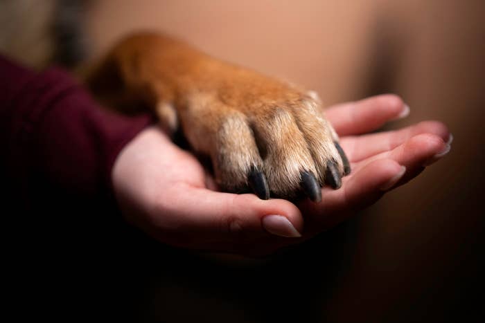 A human hand gently holds a dog&#x27;s paw, conveying a bond between the person and the animal. The dog&#x27;s paw is resting comfortably in the human&#x27;s palm