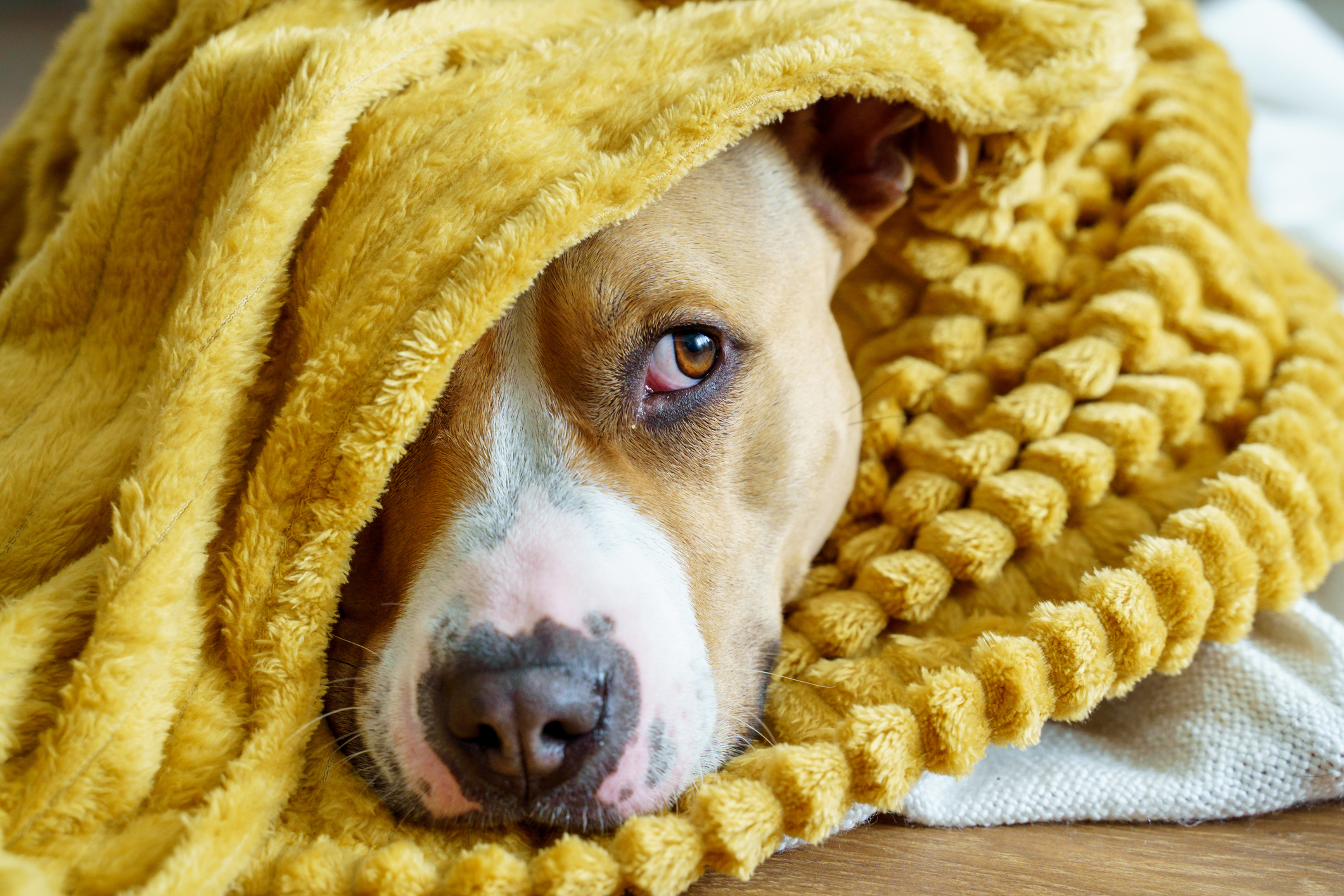 A dog with a white and brown face is peeking out from under a textured yellow blanket. The dog&#x27;s expression appears calm yet slightly curious