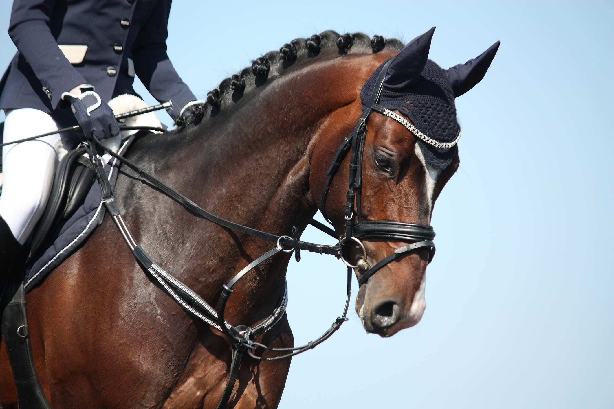 Closeup of an person on a horse