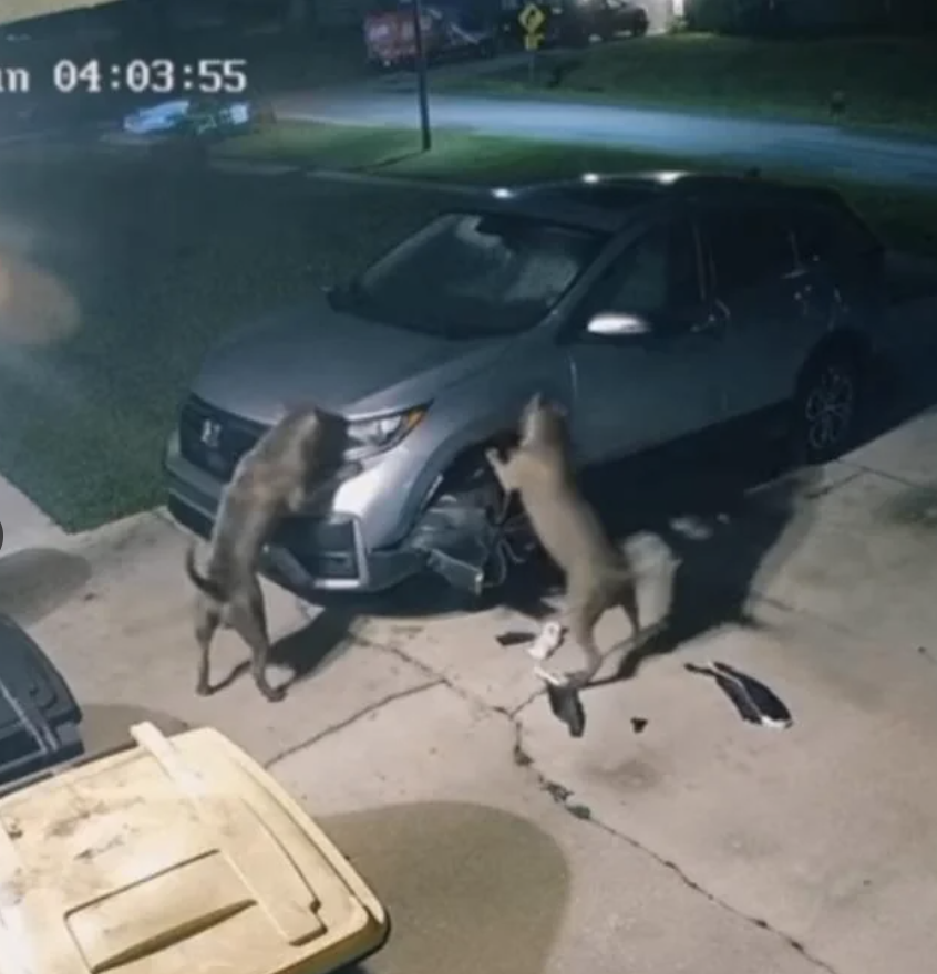 Security footage captures two dogs chewing on the front bumper of a parked SUV in a residential driveway during nighttime