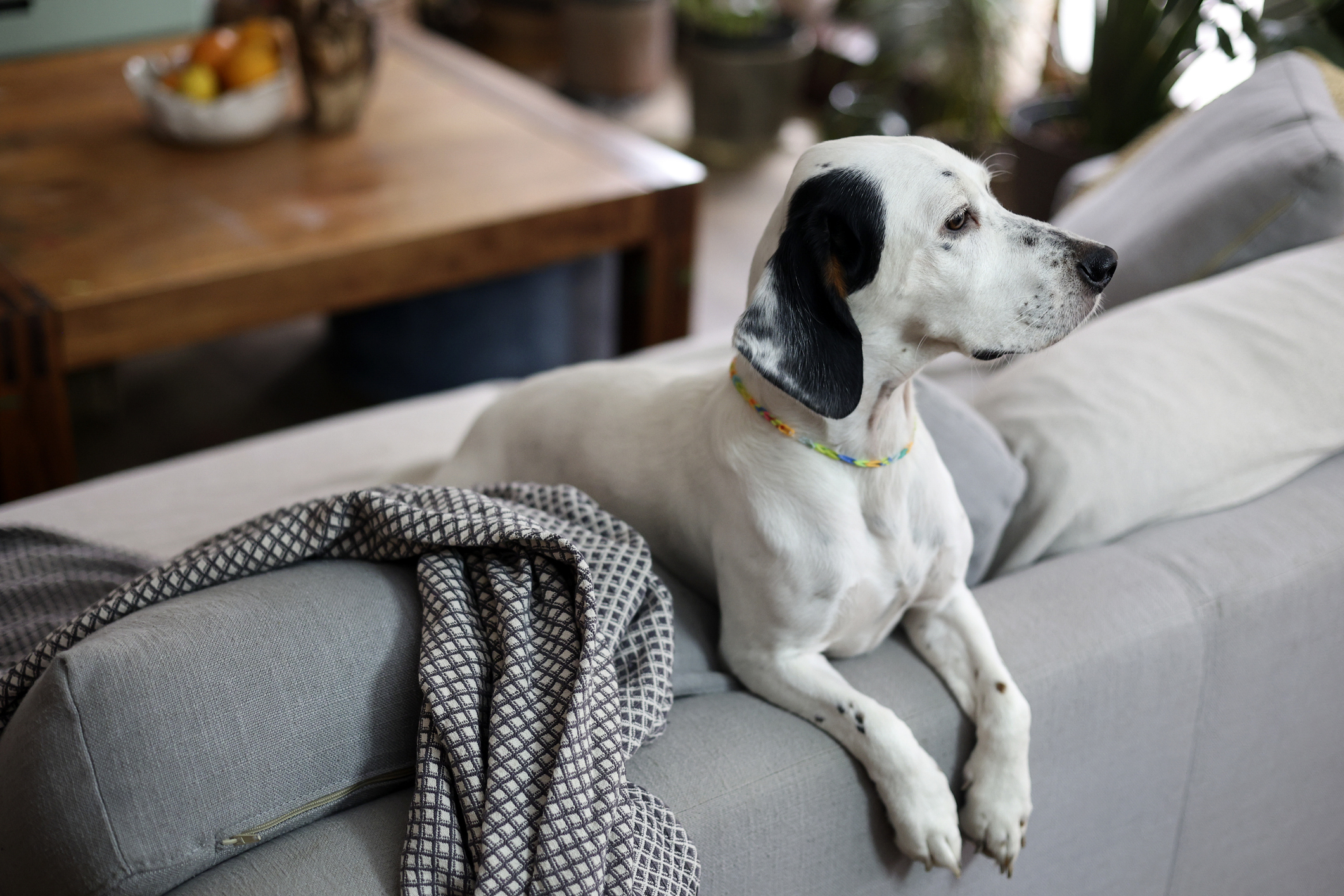 A dog with a spotted black and white coat sits attentively on the back of a gray couch. A blanket is draped over the couch, and there is a wooden table in the background