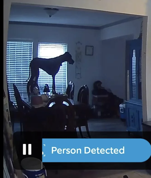 A home security camera captures a dog standing on a dining table, with the alert &quot;Person Detected&quot; on the screen