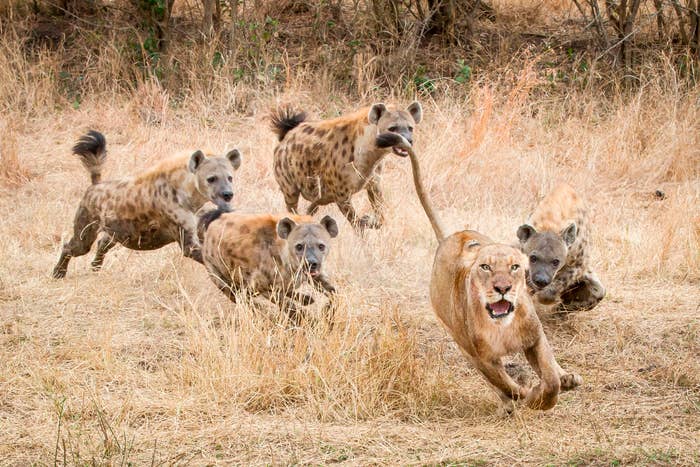 A lioness runs from four pursuing hyenas in a dry, grassy area with trees in the background