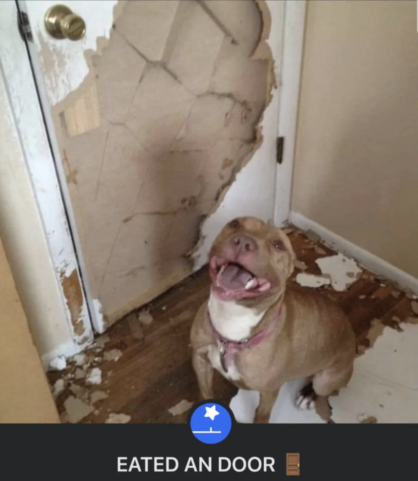 A dog poses proudly with a door it has heavily chewed through. The caption reads, &quot;EATED AN DOOR.&quot;