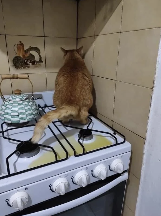 A cat is sitting facing the corner on a stovetop, with its back to the camera. It is peeing.