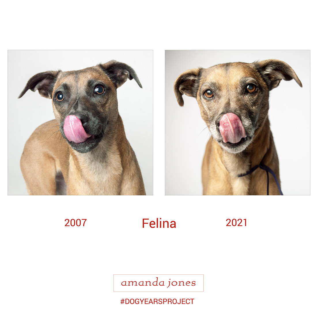 image of one dog taken years apart, from when they were younger to older