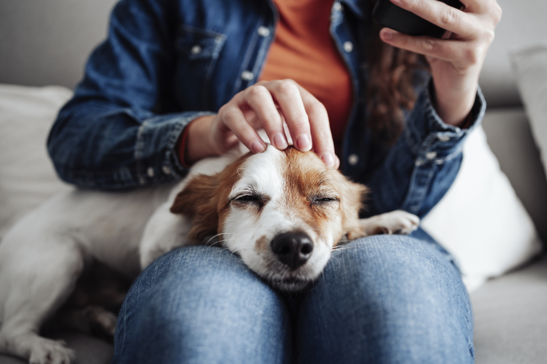 A person in denim gently pets a relaxed small dog resting on their lap while holding a phone