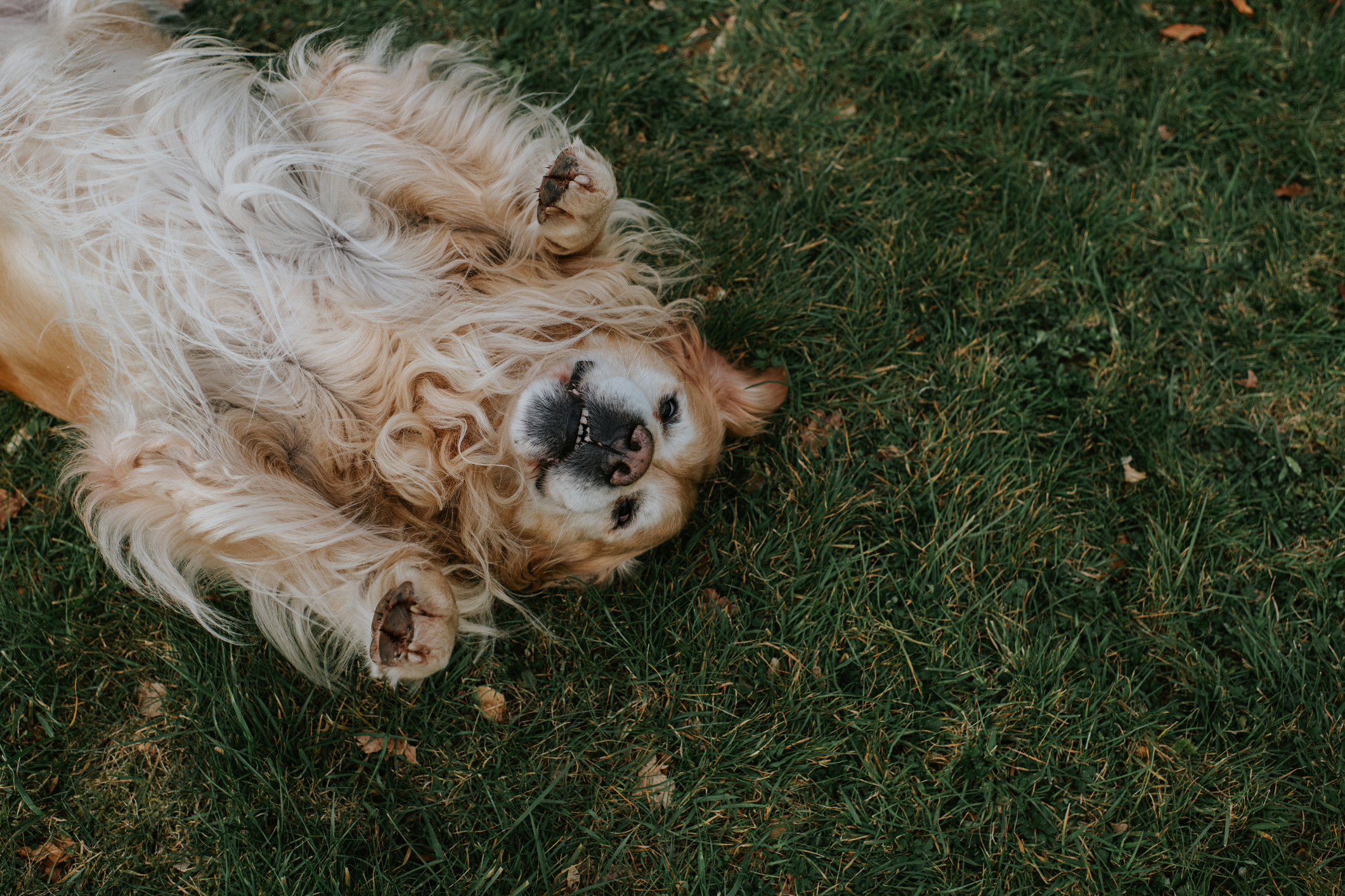 A fluffy dog lies on its back on grass, looking playful and happy