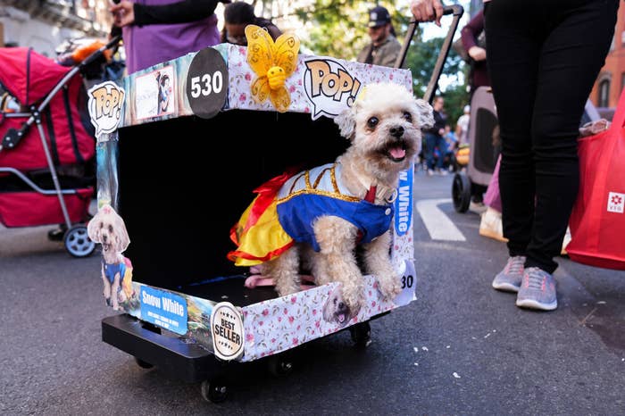 A small dog dressed as Snow White sits in a pop-culture-themed cart during a halloween dog parade