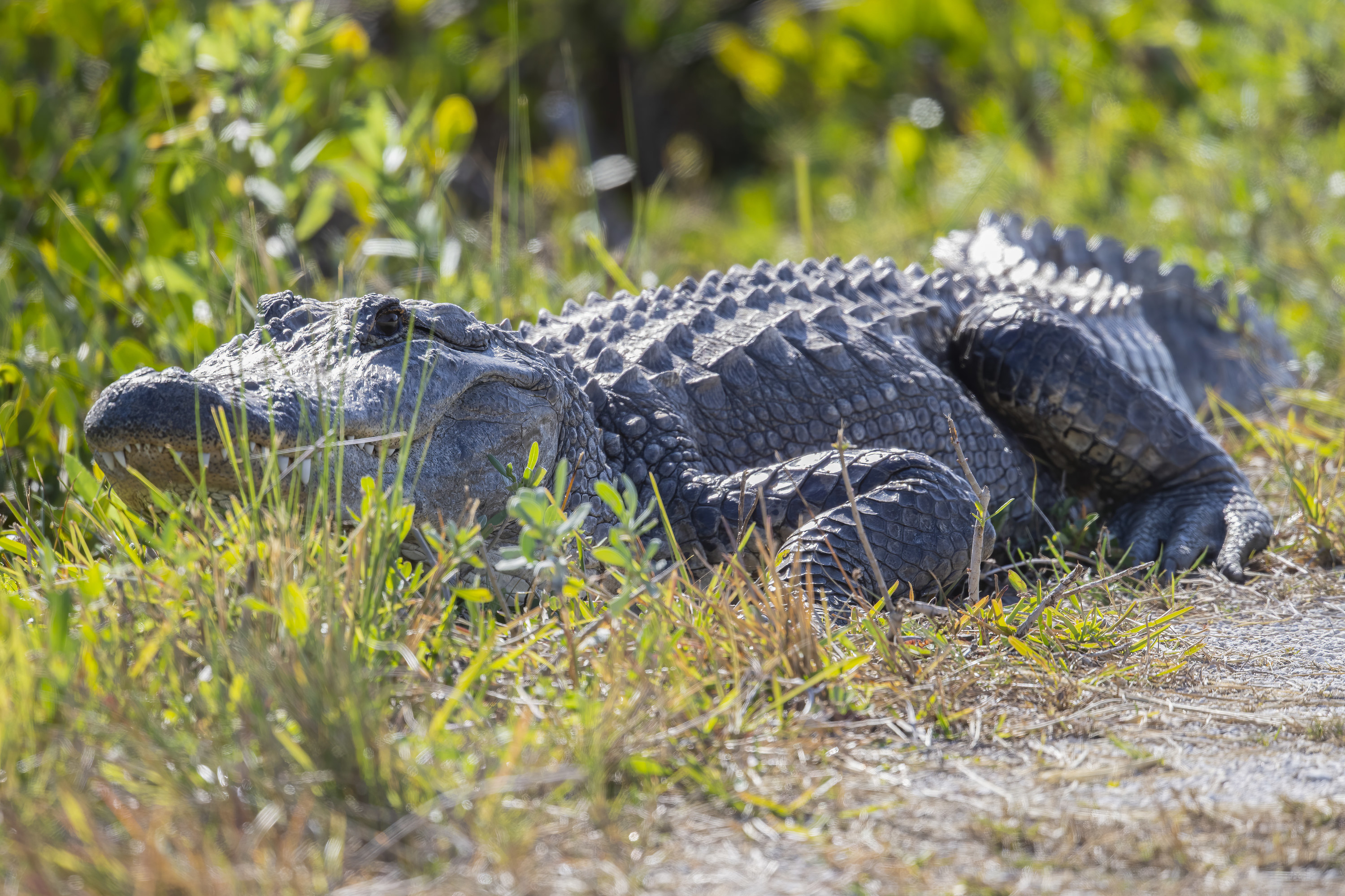 Alligator in the grass