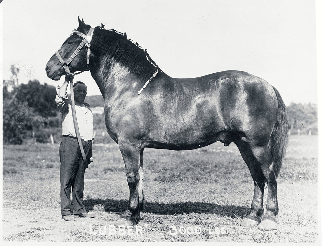 A man standing next to a giant horse, with his entire body underneath the horse&#x27;s head