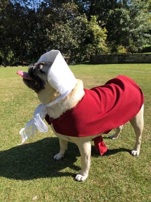 a dog dressed as a character from the show titled handmaid&#x27;s tale