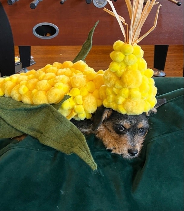 image of a dog dressed as a corn