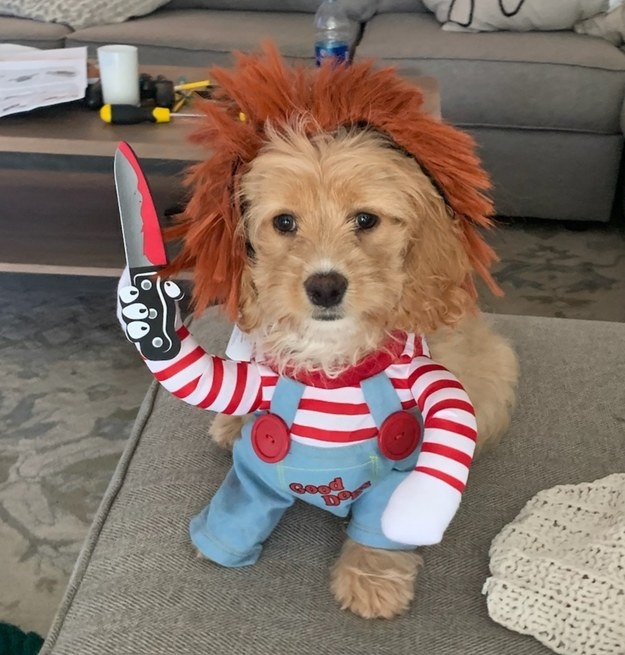 image of a dog dressed as chucky