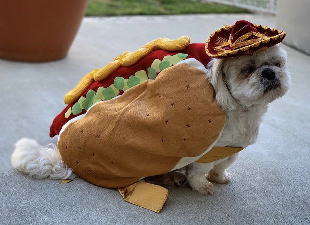 image of a dog dressed as a hot dog