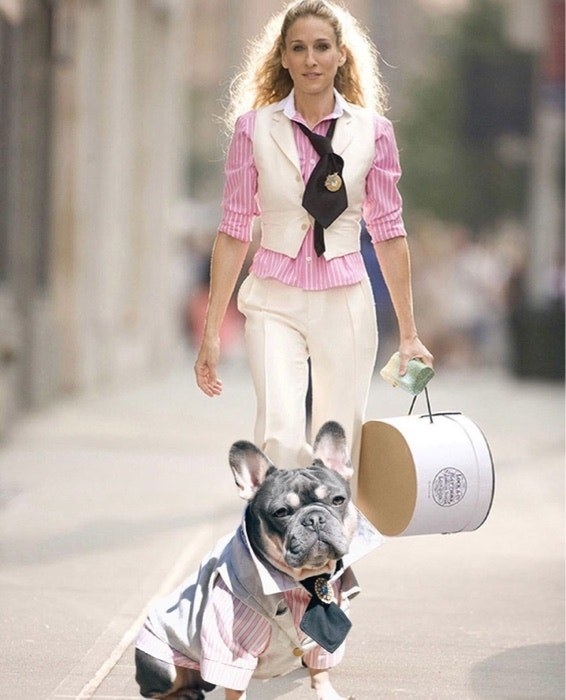 image of a dog dressed as carrie bradshaw from sex and the city