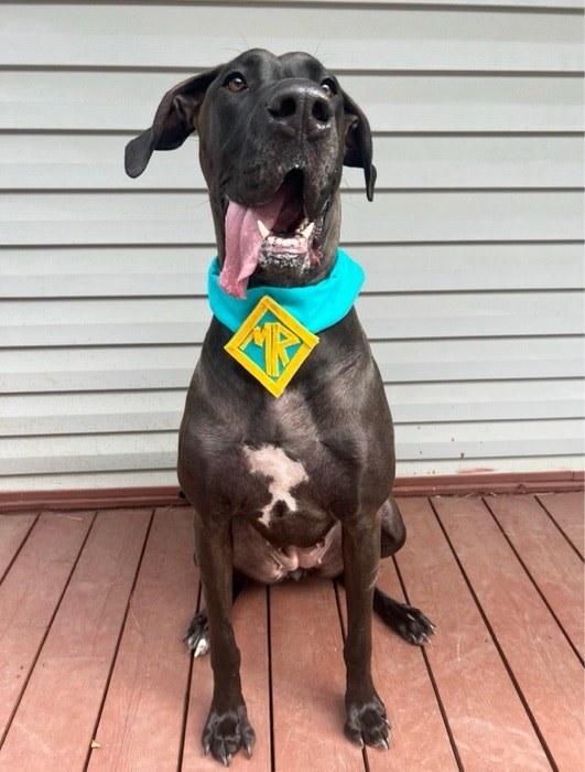 image of a dog dressed as scooby doo