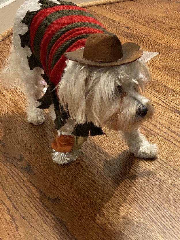 a dog dressed as freddy krueger