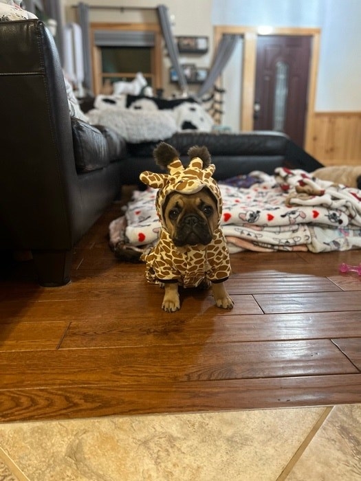 a dog dressed as a giraffe