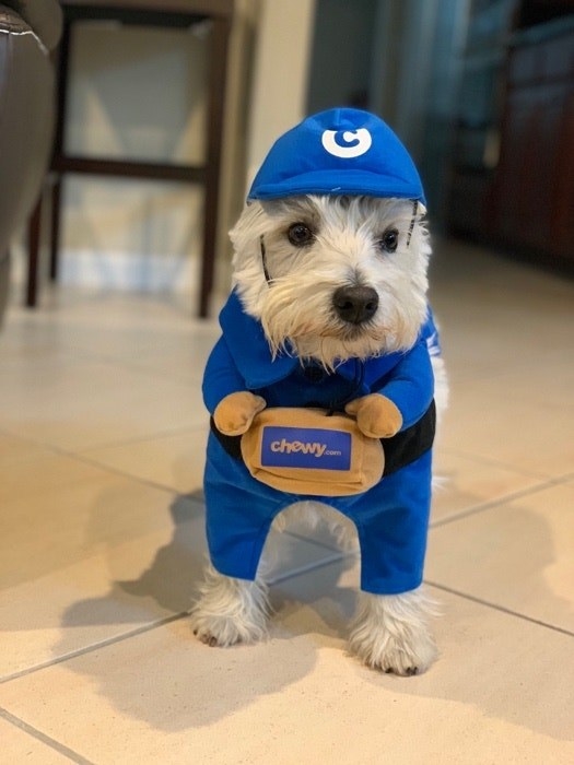 image of a dog dressed as a chewy dot com mail marrier